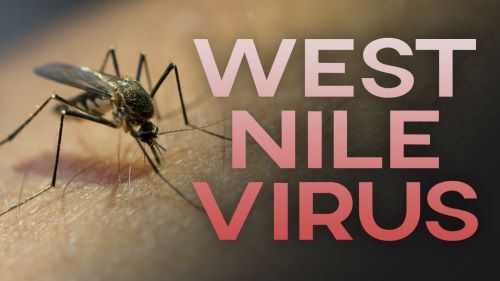 picture of a mosquito with the words west-nile-virus