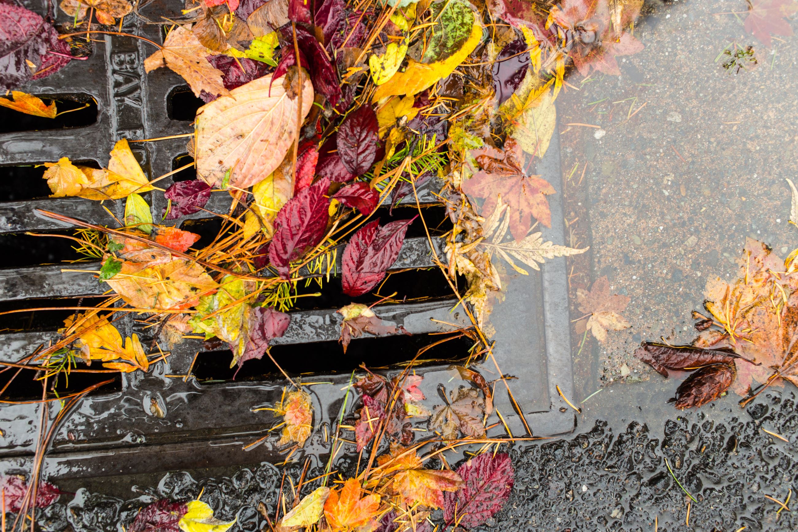 LEAVES-ON-STORM-DRAIN_iStock-618030354 Opens in new window