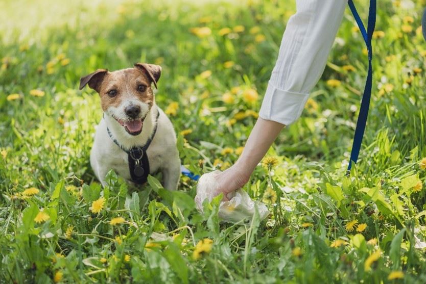 dog in grass with owner's arm picking up waste from dog